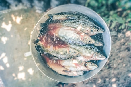 农家炖鱼：不仅美味还有健康营养