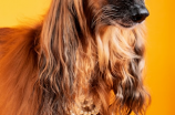 犬类智商排名，想知道你家的狗狗排第几？来看犬类智商排名！