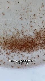 鱼虫怎么养，鱼虫怎么养？养殖技巧与注意事项
