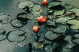 水芙蓉——美丽的水生花卉