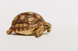南石龟的生活习性和养殖技巧