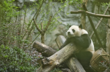 与熊猫哥一起开启中国布道之旅