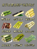 甘蔗产地，全国甘蔗产地分布及主要品种介绍